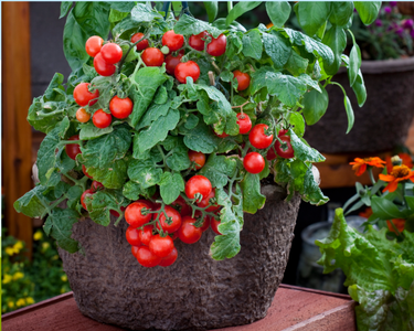 Red Robin Tomato Seeds